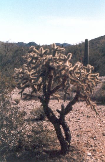 ../Images/184.Organ Pipe Cactus Natl. Mon.jpg